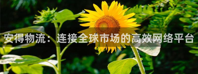 超凡国际cn：安得物流：连接全球市场
